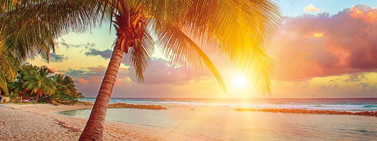 A beach in Barbados with a palm tree backlit by the setting sun